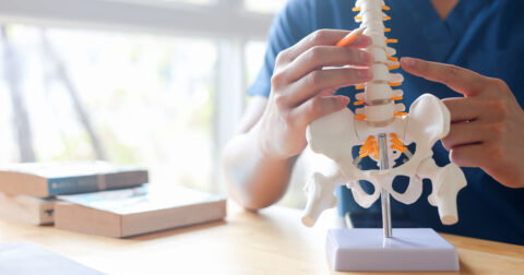 A clinician demonstrates anatomical concepts related to the treatment of back pain in Long Island by holding and indicating key structures on a detailed model of the human spine and pelvis. Medical reference texts are arranged on a nearby table, while natural light enters through windows in the background, creating an environment conducive to patient education and consultation.